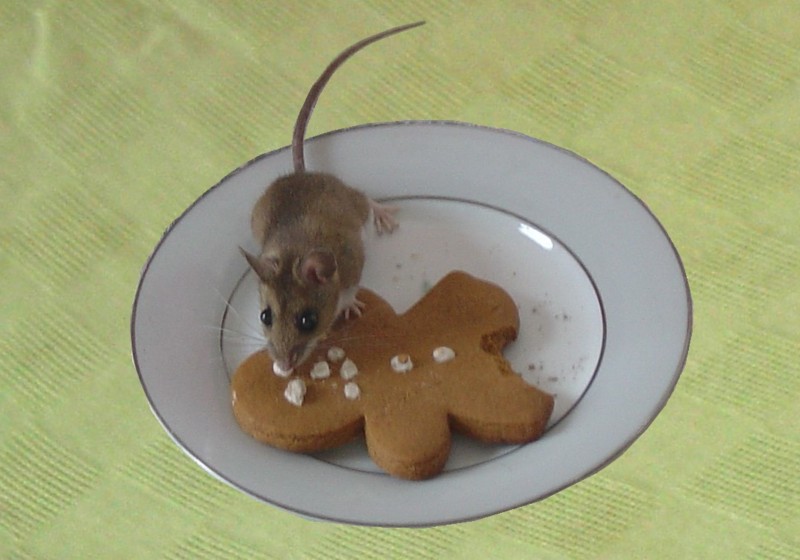 Santa's Cookie & Mouse (c) 2009